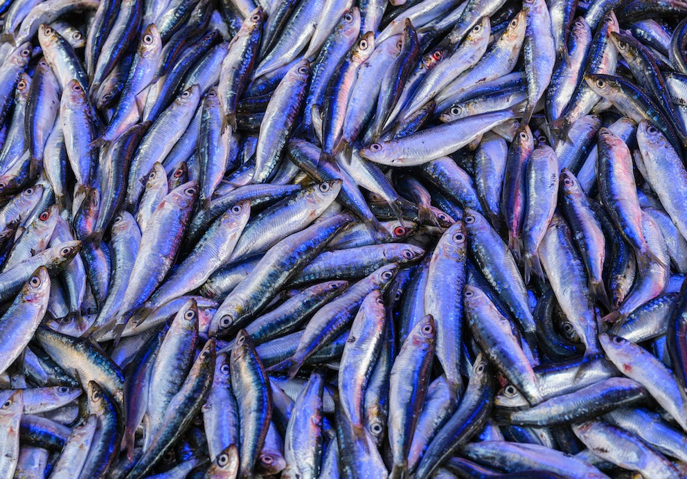 Sprotten, Sardinen, Sardellen und Anchovis - Die Unterschiede – House ... Sprotten, Sardinen, Sardellen und Anchovis - Die Unterschiede – House ...